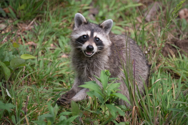 Does Homeowners Insurance Cover Raccoon Damage