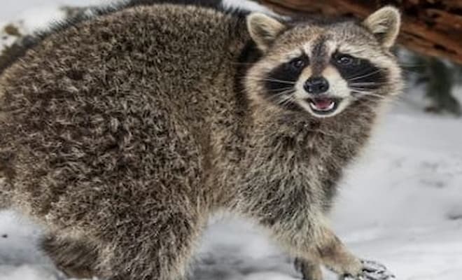 how do raccoons survive winter