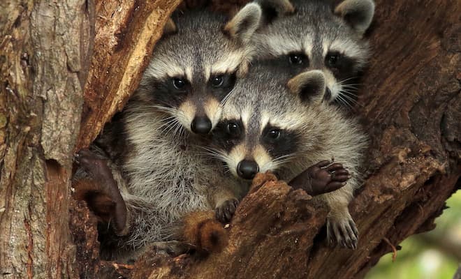 how long do raccoons sleep