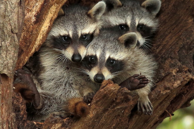 How Many Raccoons in a Litter