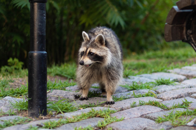 Raccoons with Rabies Signs and Symptoms