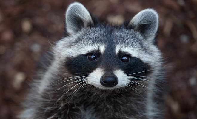 Will Raccoons Attack Cats