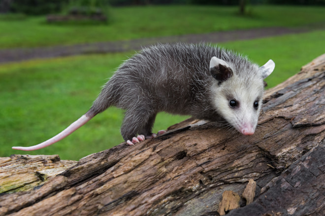 Differences Between Raccoons and Possums