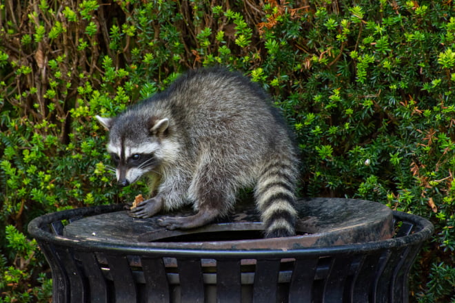 Do Raccoons Eat Dead Animals