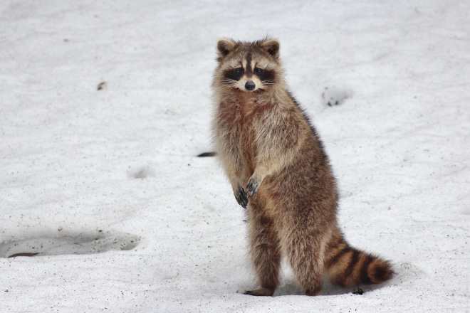 Do Raccoons Hibernate in Ontario