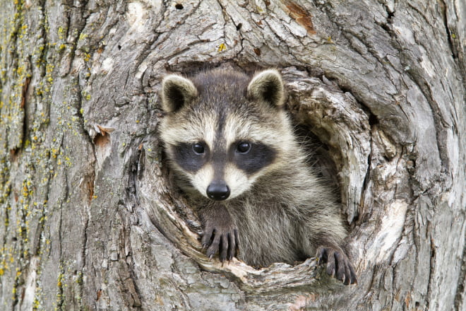 Do Raccoons Hibernate in the Winter