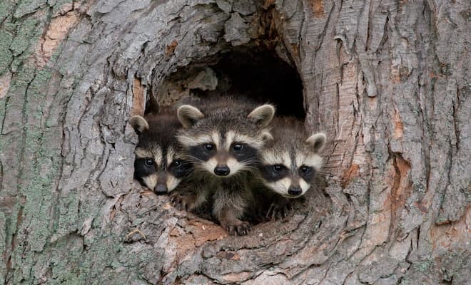 Does Homeowner Insurance Cover Raccoon Damage