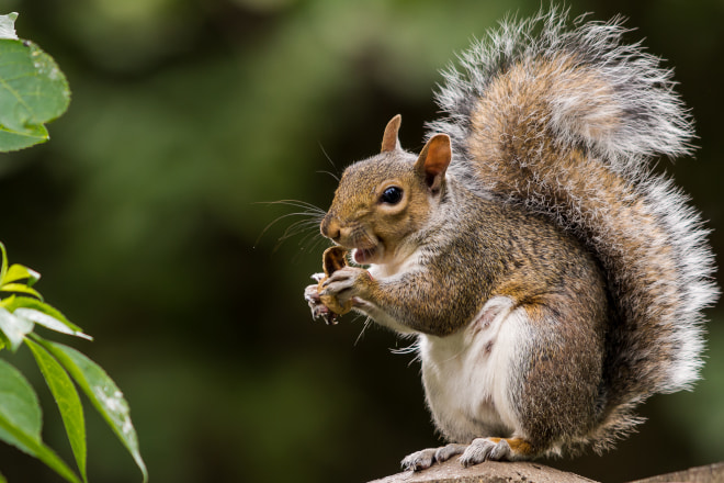 How Does Raccoon Roundworm Affect Squirrels