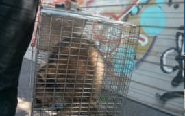 commercial raccoon removal aurora
