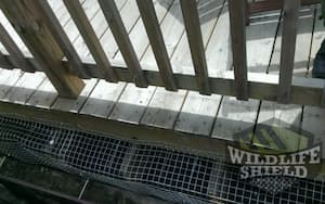 raccoon removal form decks