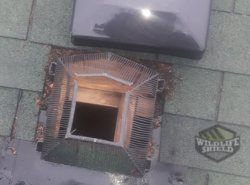 vent damage by raccoons