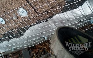 raccoon dripedge damage