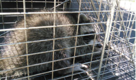 humane raccoon trapping aurora