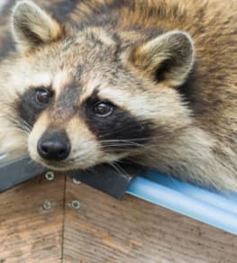 raccoons in Etobicoke