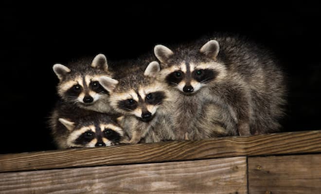 Do Raccoons Hunt During the Day