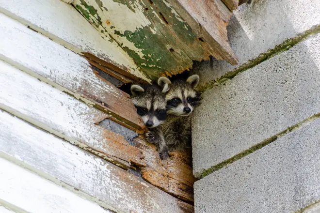 are raccoons born with rabies