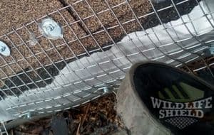 raccoon dripedge damage kitchener waterloo