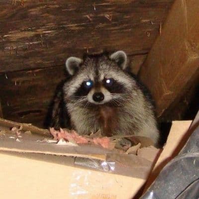 Raccoon Removal Services in Oshawa