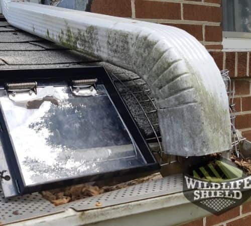 Raccoon Removal Using One Way Door Guleph