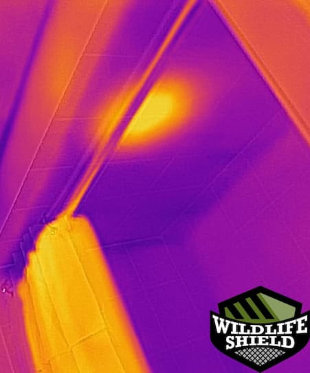 raccoon removal with thermal imaging