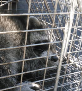 raccoon trapping ajax