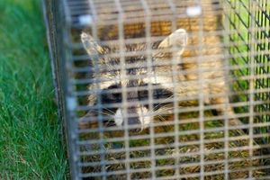 raccoon trapping ajax