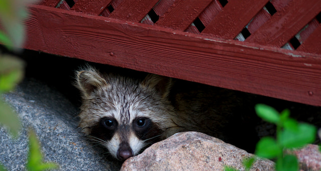 can baby raccoons survive without their mothers