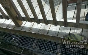 Raccoon deck removal Burlington