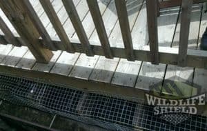 Raccoon deck removal oakville