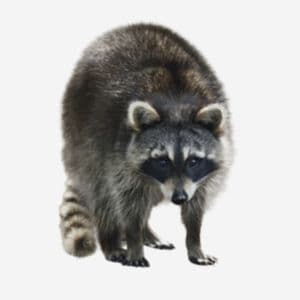 getting rid of raccoons living near you house