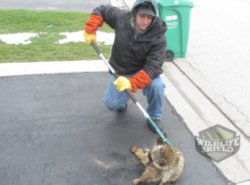 raccoon captured alive in etobicoke