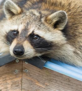 professional raccoon removal service in Markham