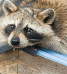 raccoons control Toronto