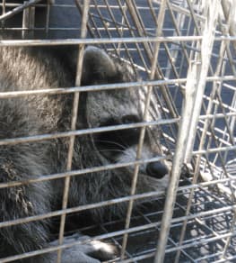 professional raccoon trapping Burlington