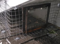 raccoon removal using one way door in Burlington