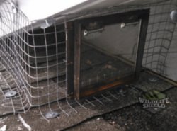 raccoon removal using one way door Mississauga