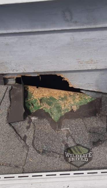 roof damage by raccoons in brampton