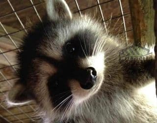 wildlife removal Cambridge