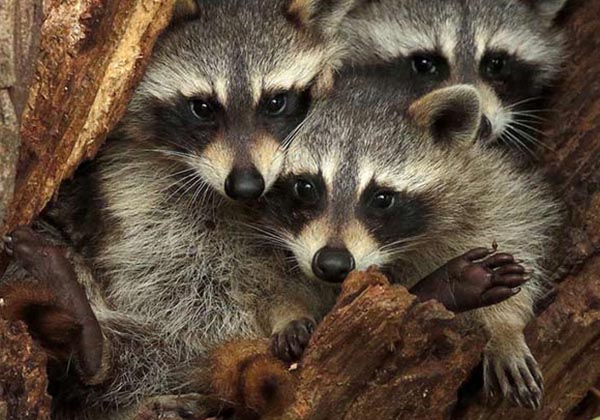 raccoon baby family