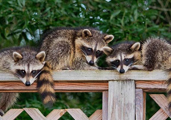 raccoon babies wandering