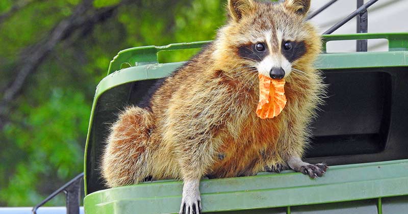 Raccoons come to your property for food