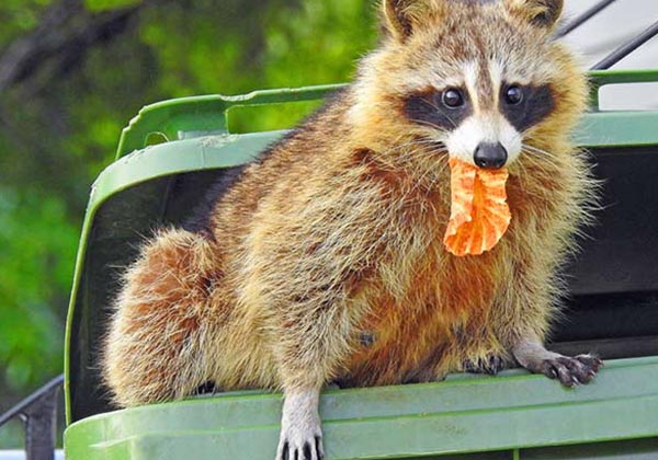 raccoon eating accessible garbage