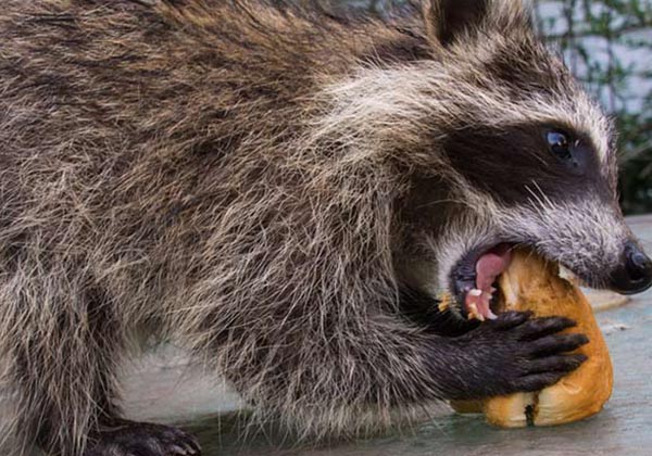 Raccoon eating garbage