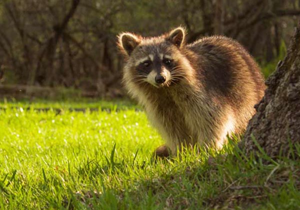 raccoon wandering on property