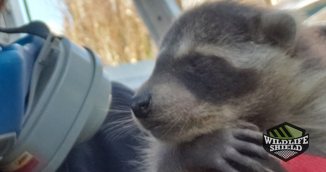 case study raccoon removal with babies from soffit in vaughan