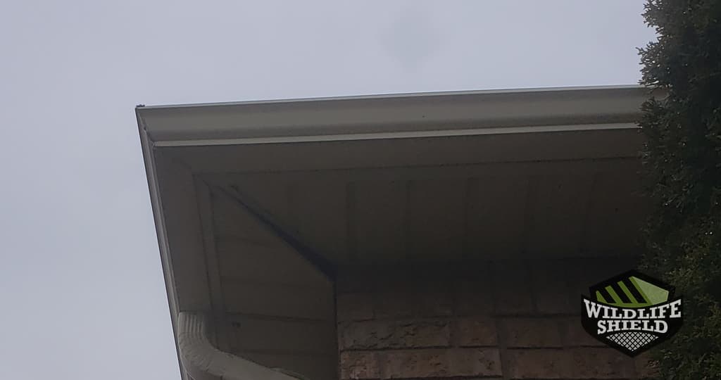 opening soffit raccoon entry point