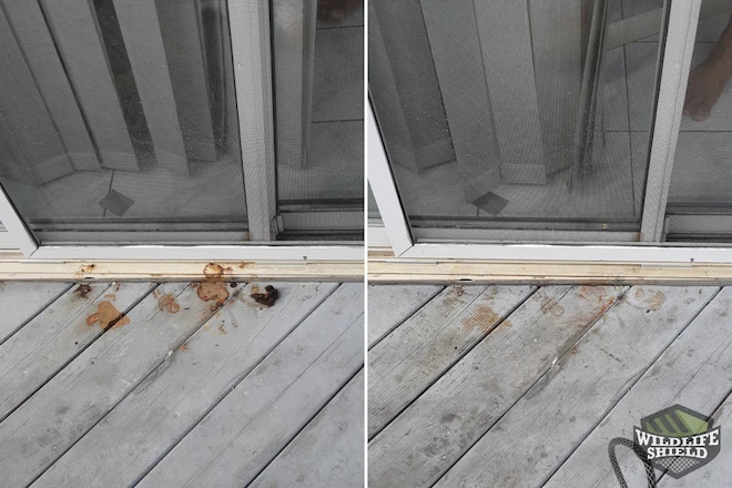 Raccoon Feces Removal Before and After