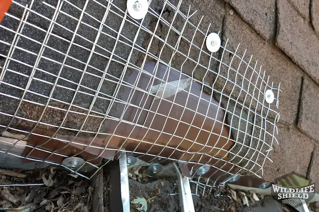 case study raccoon and squirrel removal in old toronto