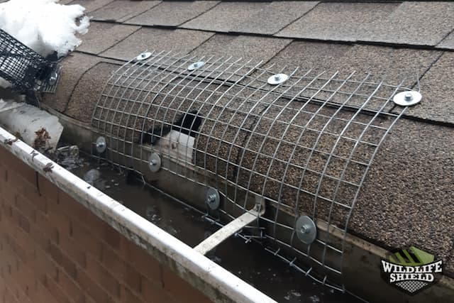 case study raccoon and squirrel removal in toronto