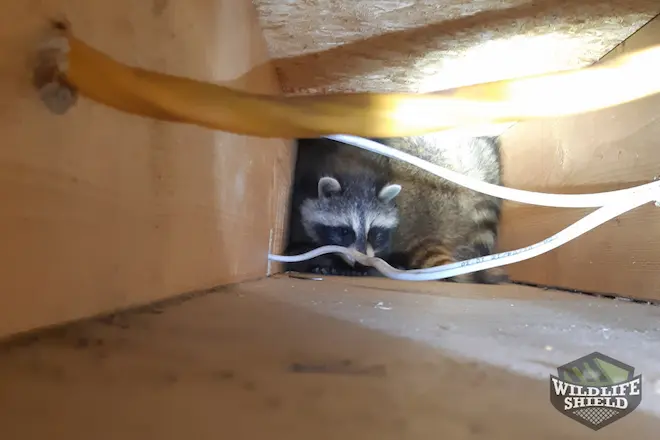case study raccoon removal from ceiling toronto